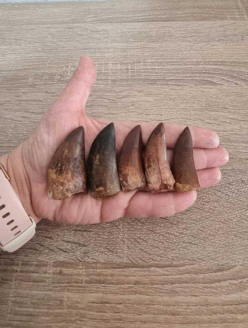Dinosaurus - Fossiele tanden - Carcharodontosaurus sp., Verzamelen, Mineralen en Fossielen