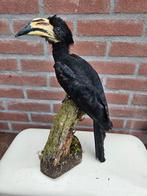 Congolese Pied Hornbill - Taxidermie volledige montage -, Verzamelen, Nieuw