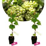 Vitis vinifera Bianca + Pot 11cm 2 stuks, Tuin en Terras, Halfschaduw, Verzenden