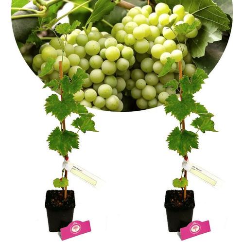 Vitis vinifera Bianca + Pot 11cm 2 stuks, Tuin en Terras, Planten | Fruitbomen, Halfschaduw, Verzenden