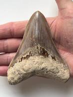 Megalodon tand 10,6 cm - Fossiele tand - Carcharocles, Verzamelen, Mineralen en Fossielen