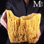 Natuurlijke sponzen uit de Middellandse Zee - Taxidermie, Antiek en Kunst