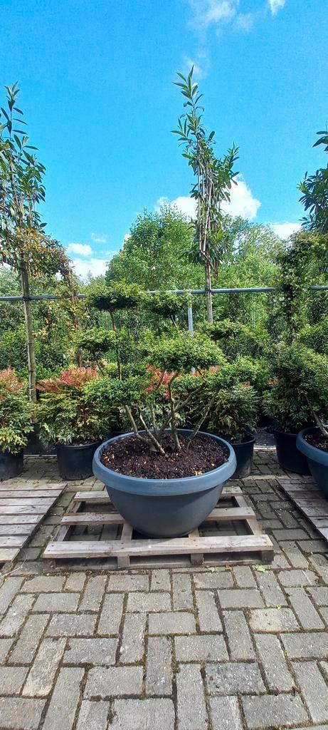 Ilex Crenata bonsai Japanse hulst in Sierpot, Tuin en Terras, Bloembakken en Plantenbakken, Ophalen