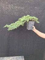 Jeneverbes bonsai (Juniperus) - Hoogte (boom): 15 cm -