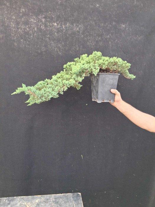 Jeneverbes bonsai (Juniperus) - Hoogte (boom): 15 cm -, Antiek en Kunst, Curiosa en Brocante