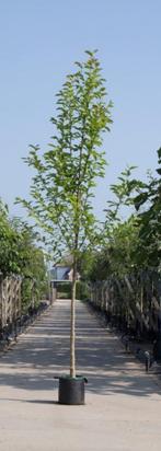 Beverboom Magnolia kobus h 450 cm st. omtrek 16 cm - Warentu, Tuin en Terras, Verzenden