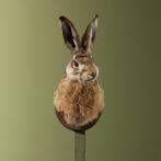 Haas Taxidermie Opgezette Dieren By Max, Ophalen of Verzenden, Nieuw, Wild dier, Opgezet dier
