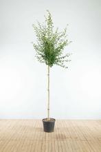 Crataegus x media Pauls Scarlet hoogstam 16/18