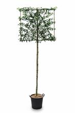 Prunus lusitanica Brenelia leiboom 8/10 150cm stam 150b x, Tuin en Terras, Planten | Tuinplanten