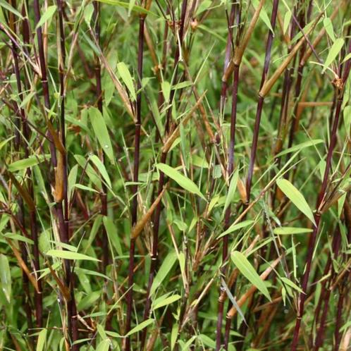Fargesia Jiuzhaigou - 60-80 cm, Tuin en Terras, Planten | Tuinplanten, Ophalen of Verzenden