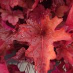 Heuchera carnaval parfait (Winterharde planten), Tuin en Terras, Planten | Tuinplanten, Overige soorten, Volle zon, Vaste plant