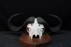 Large Cape Buffalo Schedel van een zoogdier - Syncerus, Nieuw