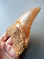 Megalodon - Fossiele tand - 152 mm