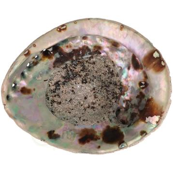 Abalone Schelp XL Nr 29- 267 gram beschikbaar voor biedingen