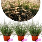 Pennisetum Hameln + pot 17cm 3 pcs, Verzenden, Volle zon