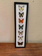 Vlinder Taxidermie volledige montage - opgezette vlinder -, Nieuw