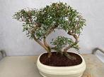 syzygium - Hoogte (boom): 30 cm - Diepte (boom): 33 cm -