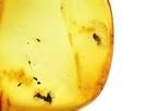 Authentieke Baltische barnsteen met fossiele insecten DRIE