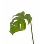 Kunstplant Monstera bladgroen tak 55 cm - Kunst monstera, Ophalen of Verzenden