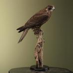 Hybride Valk Taxidermie Opgezette Dieren By Max, Ophalen of Verzenden, Nieuw, Vogel, Opgezet dier