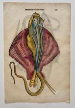 Jenni Hanivers - Ulisse Aldrovandi; Ulisse Aldrovandi - De, Nieuw