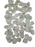 Chippy Pastel schelpen Groen washed 1 kilo, Ophalen of Verzenden, Nieuw