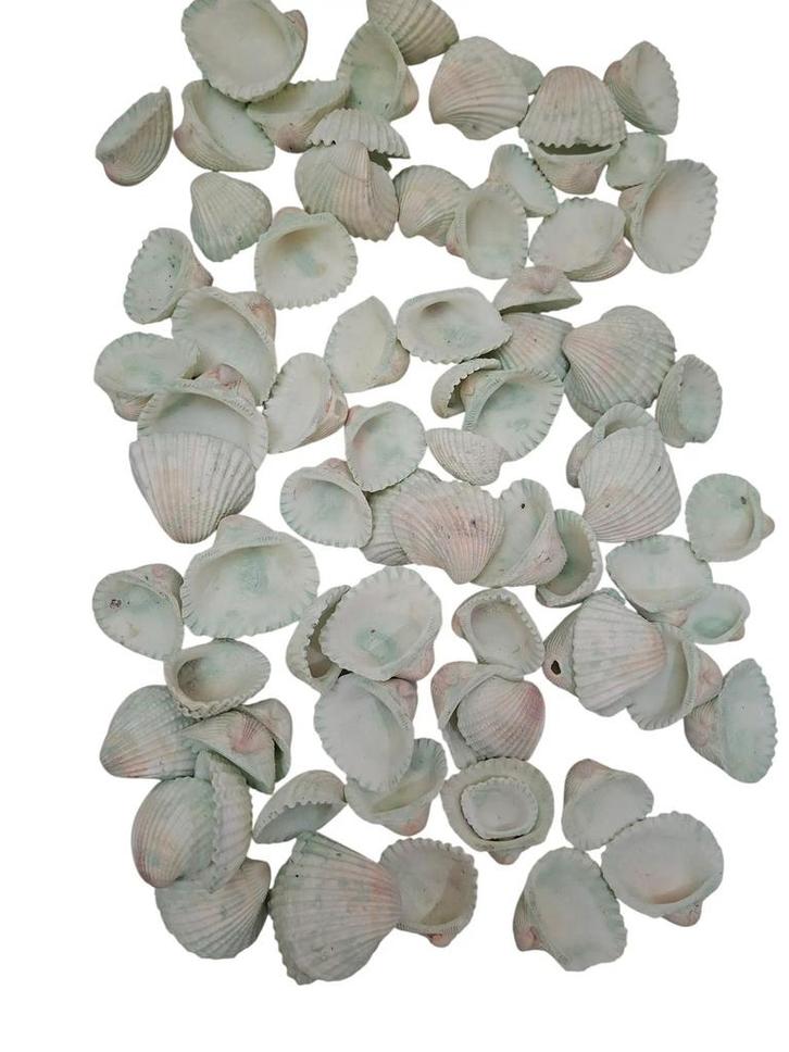 Chippy Pastel schelpen Groen washed 1 kilo, Hobby en Vrije tijd, Knutselen, Nieuw, Ophalen of Verzenden