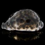 Verzamelbare schelp Zeeschelp - Cypraea Tigris Schilderiana, Nieuw