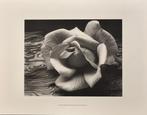 Ansel Adams (1902–1984) - Rose and Driftwood, 1932