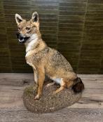 Jakhals Taxidermie Opgezette Dieren By Max, Nieuw, Wild dier, Opgezet dier, Ophalen of Verzenden