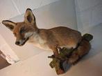 Rode vos Taxidermie volledige montage - vulpes vulpes - 60, Nieuw