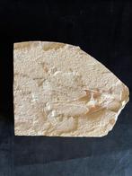 Vis - Fossiel skelet - Coccodus - 15 cm - 18 cm, Verzamelen, Mineralen en Fossielen