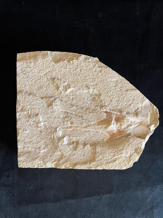 Vis - Fossiel skelet - Coccodus - 15 cm - 18 cm, Verzamelen, Mineralen en Fossielen