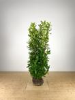 laurier laurierkers prunus rotundifolia