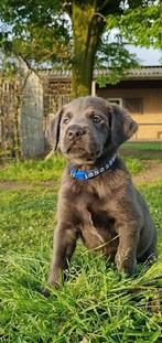 Unieke Labrador pups - Merle en Grijs - ED HD DNA vrij, Meerdere, 8 tot 15 weken, Meerdere dieren, Parvo
