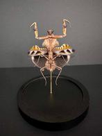 Reusachtige dode blad mantis Taxidermie volledige montage -, Nieuw