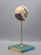 Figuur - Anatomical model Medical model of an eye - Plastic, Antiek en Kunst