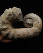 Ammoniet - Gefossiliseerde schelp - Ammonite Heteromorph, Verzamelen, Mineralen en Fossielen