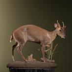 Chinese Muntjak Taxidermie Opgezette Dieren By Max, Ophalen of Verzenden, Nieuw, Wild dier, Opgezet dier