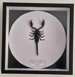 Schorpioen Taxidermie volledige montage - Heterometrus