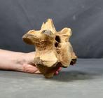 Een grote wollige neushoorn thoracale wervel -
