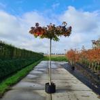 Amberboom dakboom | Prachtige herfstverkleuring |BetuweBomen, Vaste plant