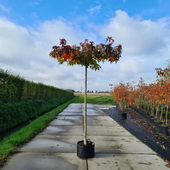 Amberboom dakboom | Prachtige herfstverkleuring |BetuweBomen, Tuin en Terras, Planten | Tuinplanten, Vaste plant