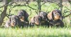 supergave ruwharige teckel pups