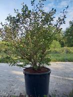 Magnolia sieboldii, Tuin en Terras, Ophalen