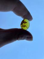 Amber - Barnsteen - Two Roaches ,Burmese Amber, Insect Amber, Verzamelen, Mineralen en Fossielen