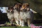 Schotse Collie (Lassie) Pups - Onwijs Mooi en Lief / VIDEO., Dieren en Toebehoren, Nederland, Parvo, 8 tot 15 weken, Collie