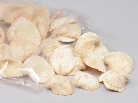 Chippy Pastel schelpen orange washed, 1 kilo, Hobby en Vrije tijd, Knutselen, Nieuw, Ophalen of Verzenden
