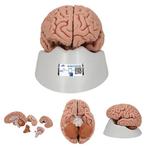 Anatomie model hersenen, 5-delig, Nieuw, Verzenden
