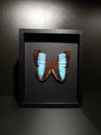 Vlinder Taxidermie volledige montage - Morpho achilles, Verzamelen, Dierenverzamelingen, Nieuw